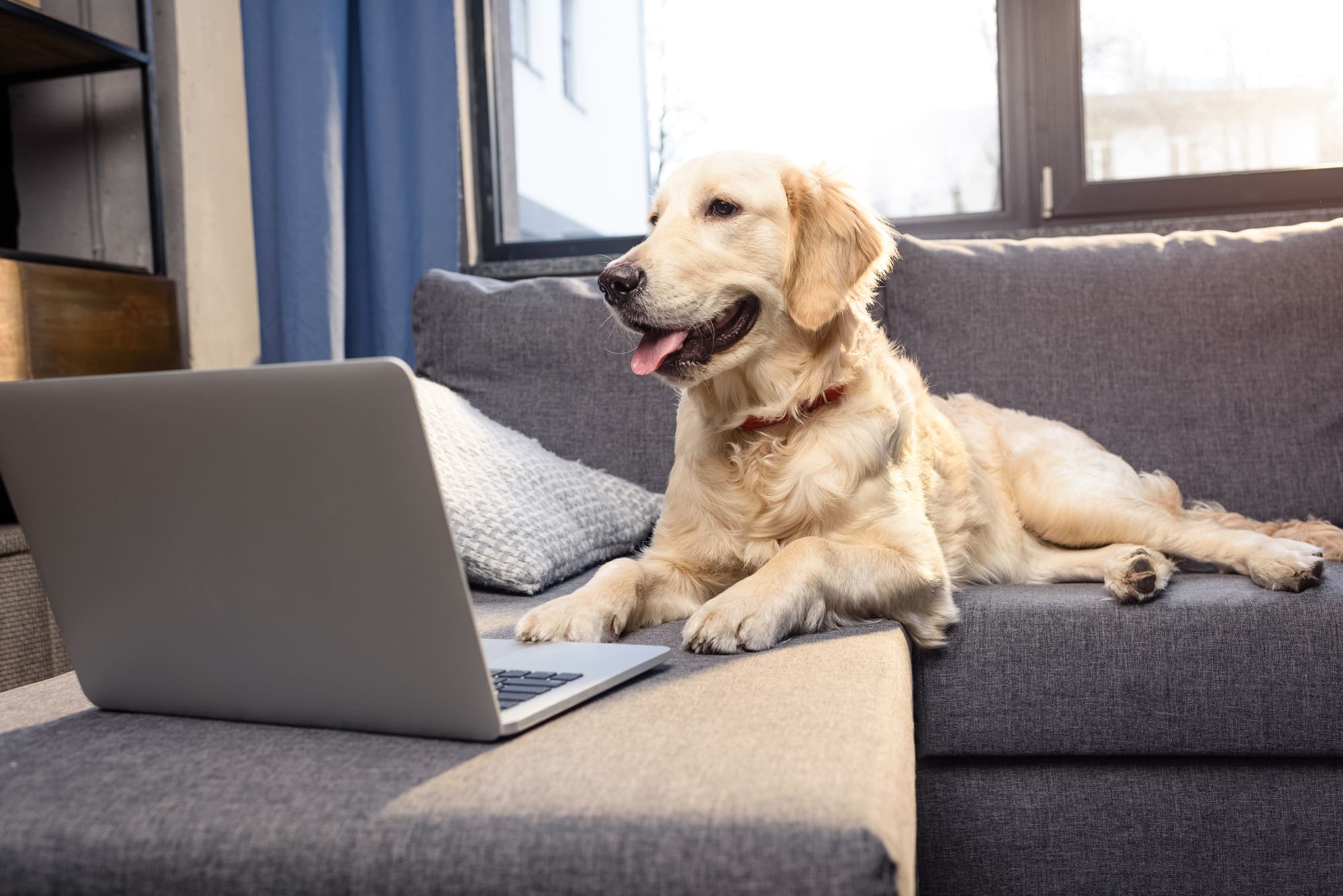 dog looking at computer
